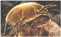 Dust Mite - MyallergyCentre.com